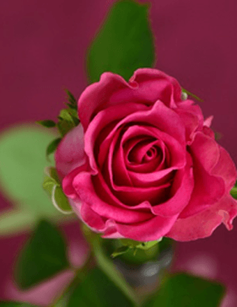 Elizabeth Marie Herring Obituary