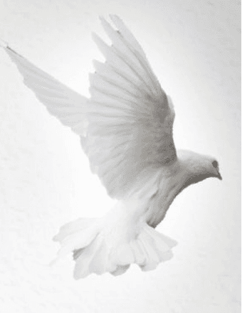 Marie Cash Harper Obituary