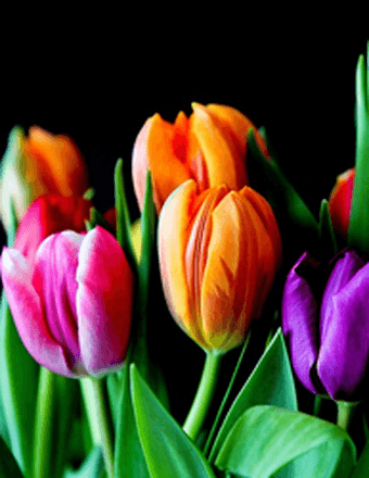 Mary (Chambers) Carlisle Obituary